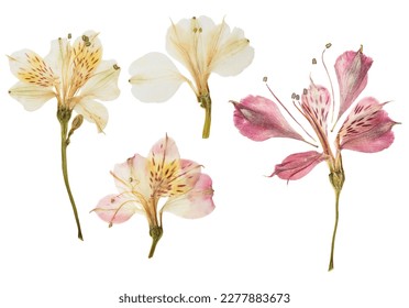 Pressed and dried flower alstroemeria, isolated on white background. For use in scrapbooking, floristry or herbarium.