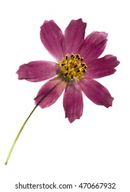 Pressed And Dried Flower Coreopsis. Isolated On White Background. For Use In Scrapbooking, Floristry (oshibana) Or Herbarium.