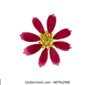 Pressed And Dried Flower Coreopsis. Isolated On White Background. For Use In Scrapbooking, Floristry (oshibana) Or Herbarium.