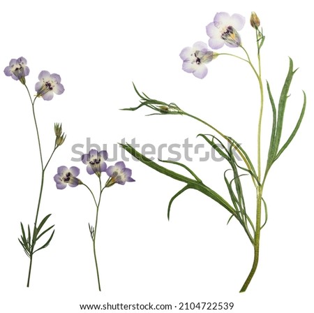 Pressed and dried flower gilia isolated on white background. For use in scrapbooking, floristry or herbarium.