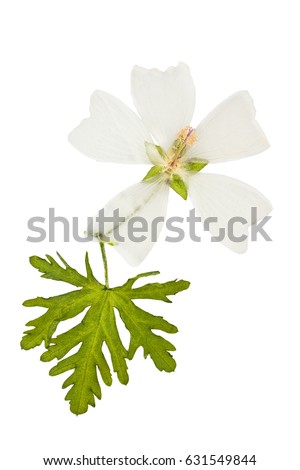 Pressed and dried flower mallow musk (malva musk) with green carved leaf, isolated on white background. For use in scrapbooking, floristry (oshibana) or herbarium.