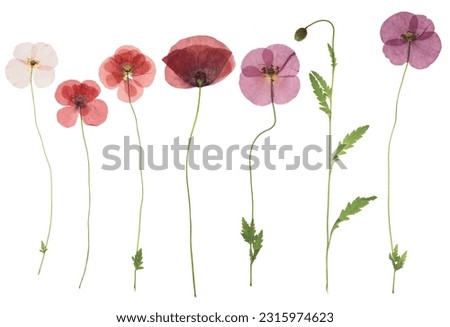 Pressed and dried flower poppy, isolated on white background. For use in scrapbooking, floristry or herbarium.
