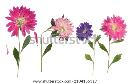 Pressed and dried flowers aster (michaelmas daisy) on stem with green leaves. Isolated on white background. For use in scrapbooking, pressed floristry or herbarium.