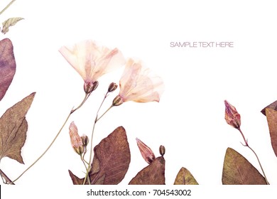 Pressed And Dried Flowers Background