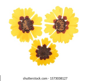 Pressed And Dried Flowers Coreopsis, Isolated On White Background. For Use In Scrapbooking, Floristry Or Herbarium.