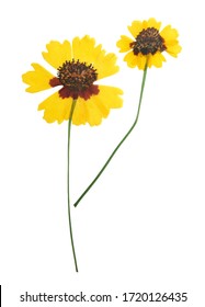 Pressed And Dried Flowers Coreopsis. Isolated On White Background. For Use In Scrapbooking, Floristry Or Herbarium.