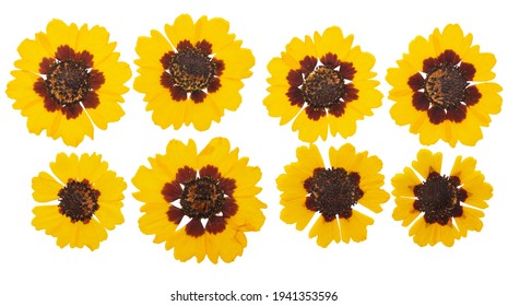 Pressed And Dried Flowers Coreopsis. Isolated On White Background. For Use In Scrapbooking, Floristry Or Herbarium.