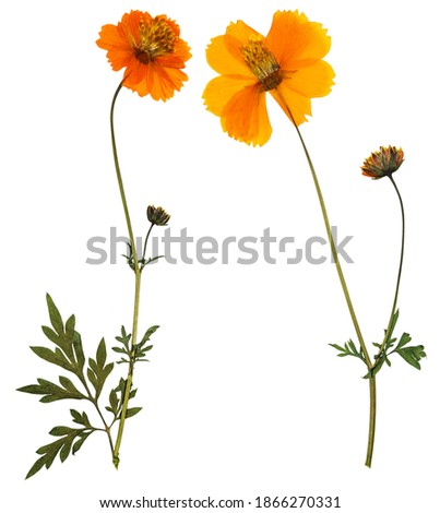 Pressed and dried flowers cosmos (cosmea carpet), isolated on white background. For use in scrapbooking, floristry or herbarium.