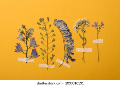 Pressed Dried Flowers On Orange Background. Beautiful Herbarium