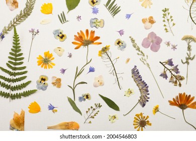 Pressed dried flowers and plants on white background, flat lay. Beautiful herbarium