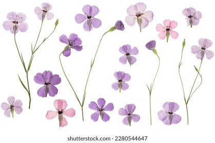 Pressed and dried flowers viscaria. Isolated on white background. For use in scrapbooking, floristry or herbarium.