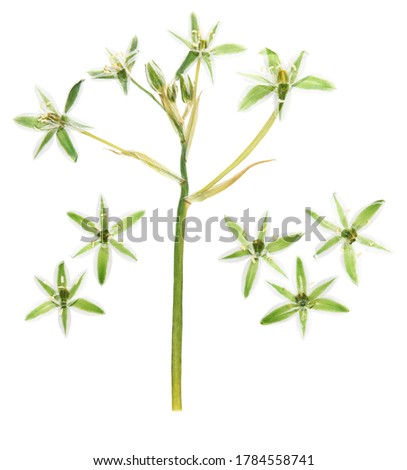 Pressed and dried ornithogalum flower. Isolated on white background. For use in scrapbooking, floristry or herbarium.