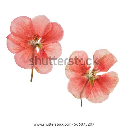 Pressed and dried salmon delicate transparent flowers geranium (pelargonium). Isolated on white background. For use in scrapbooking, floristry (oshibana) or herbarium.
