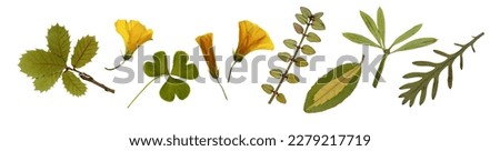 Pressed and dry Mediterranean spring flowers, leaves, isolated on white background. For floral patterns, compositions, herbariums, scrapbooking, floristry.