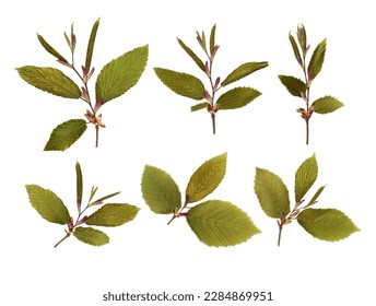 Pressed and dry Mediterranean spring hornbeam leaves isolated on white background. For floral patterns, compositions, herbariums, scrapbooking, floristry. - Shutterstock ID 2284869951