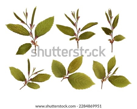 Pressed and dry Mediterranean spring hornbeam leaves isolated on white background. For floral patterns, compositions, herbariums, scrapbooking, floristry.