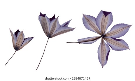 Pressed and dry Mediterranean summer flowers isolated on white background. For floral patterns, compositions, herbariums, scrapbooking, floristry. - Shutterstock ID 2284871459