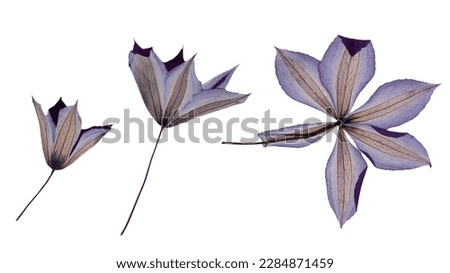Pressed and dry Mediterranean summer flowers isolated on white background. For floral patterns, compositions, herbariums, scrapbooking, floristry.