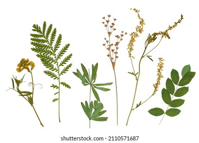 Pressed floristry, herbarium. Dried plant: green grass, yellow flowers. Isolated lements on a white background
