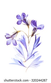 Pressed Flower, Blue