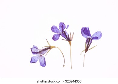 Pressed Flower, Blue