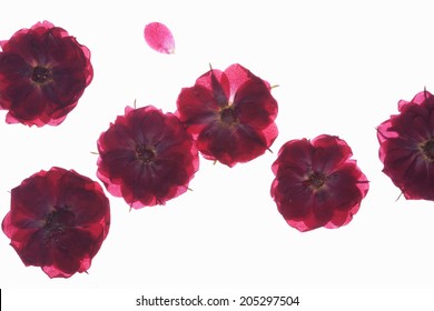 Pressed Flower Of Floret