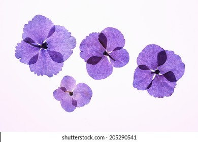 Pressed Flower Of Hydrangea