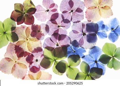 Pressed Flower Of Hydrangea