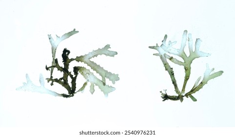 Pressed seaweed specimens. Seaweed Specimens
