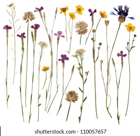 Pressed wild flowers isolated on white background