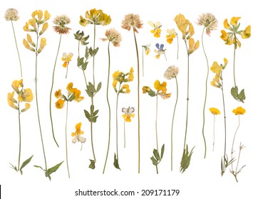 Pressed Wild Flowers Isolated On White Background 