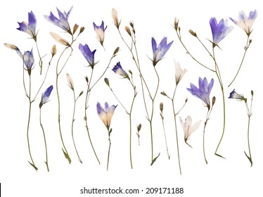 Pressed Wild Flowers Isolated On White Background 