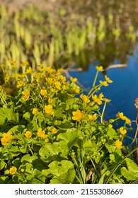 Preston Park Rockery Pond Buttercups