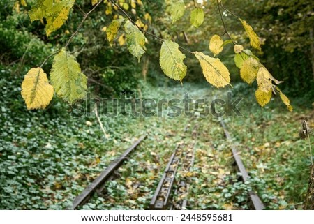 Prestongrange Museum. A serene wooden train track surrounded by colorful foliage and a blurred dream-like atmosphere. Emphasizes the beauty of a single yellow leaf.