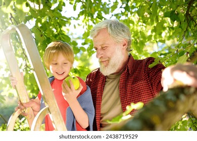 Preteen boy with his grandfather picking apples in orchard in summer. Harvesting in the domestic garden in autumn. Friendship of grandparent and child. Kids vacation in a village - Powered by Shutterstock