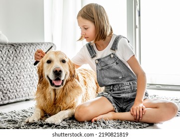 Preteen Girl Brushes Golden Retriever Dog Wet Hair After Shower And Cleaning Procedures At Home. Pretty Child Kid With Pet Labrador Friend Indoors