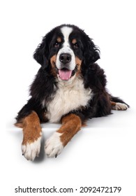 Pretty Adult Berner Sennen Dog, Laying Down Facing Front On Edge. Looking Towards Camera. Isolated On A Solid White Background.