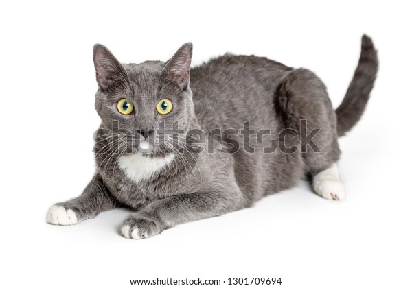 Pretty Adult Grey Cat White Patches Stock Photo Edit Now 1301709694