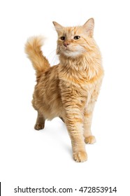 Pretty Adult Orange Longhair Tabby Cat Walking Forward On A White Studio Background