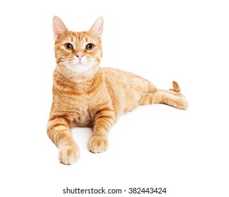 Pretty Adult Orange Tabby Cat Laying On A White Studio Background And Looking Forward Into Camera