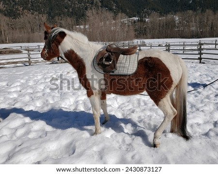 Pretty Bay Coat Coloured Tobiano Fur Pattern Paint Horse Filly Mare Ready to Be Lunged Wearing English Saddle and Tack in a Snowy Landscape