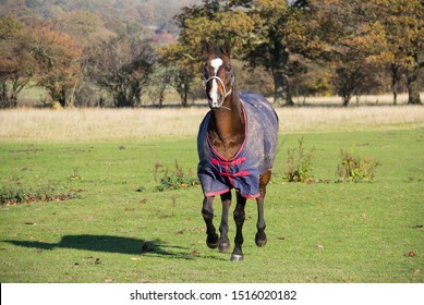 Pretty bay horse trots up field towards the camera wearing a blue and red rug on a cold autumn day.