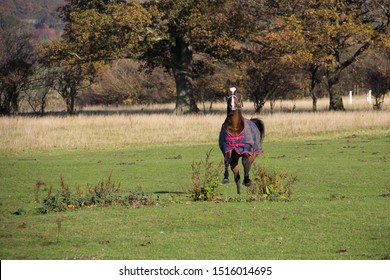 Pretty bay horse wearing a red and blue rug or blanket races across the field towards the camera with a very happy look on her face.