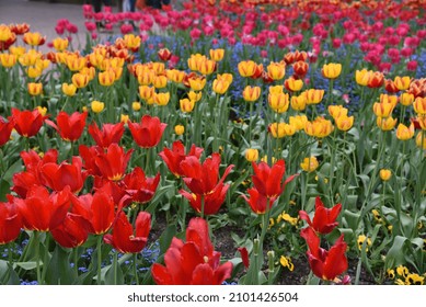 Pretty, Beautiful Flowers All Lined Up In One Place.