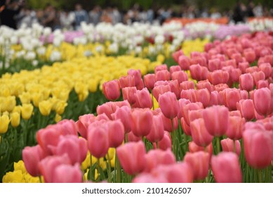 Pretty, Beautiful Flowers All Lined Up In One Place.