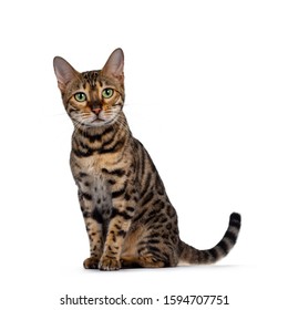 Pretty Bengal cat sitting side ways facing front. Looking straight to camera with green eyes. Isolated on white background.