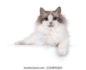Pretty bicolor Ragdoll cat, laying down side ways on an edge. Paw hanging down over edge. Looking at camera with dark blue eyes. Isolated on a white background.
