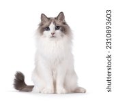 Pretty bicolor Ragdoll cat, sitting up facing front. Looking at camera with dark blue eyes. Isolated on a white background.
