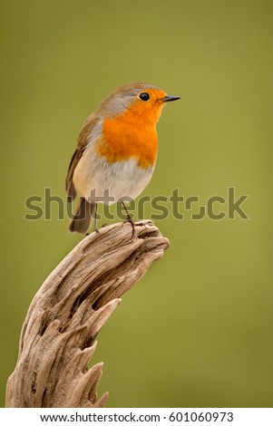 Similar – Image, Stock Photo Pretty bird Beautiful Life