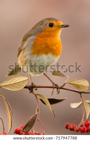 Similar – Image, Stock Photo Pretty bird Beautiful Life